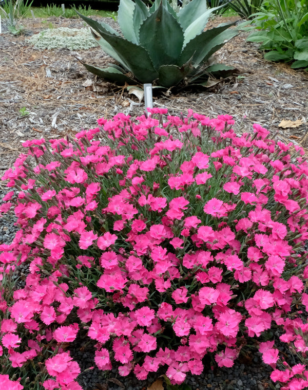 Image of Dianthus 'Bright Light' PP 28,239 taken at Juniper Level Botanic Gdn, NC by JLBG