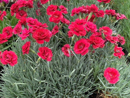 Image of Dianthus 'Razzlepop' taken at Juniper Level Botanic Gdn, NC by C. Hardison