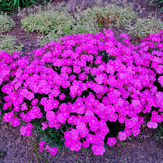 Image of Dianthus 'Rose Bouquet' PP 30,274 taken at Juniper Level Botanic Gdn, NC by JLBG