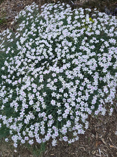 Image of Dianthus anatolicus 'Lunatic Fringe' taken at Juniper Level Botanic Gdn, NC by JLBG