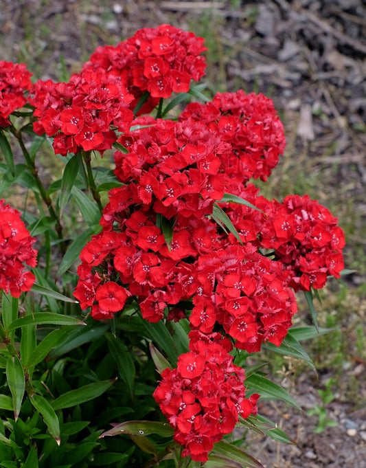 Image of Dianthus barbatus 'Scarlet Fever' PP 30,454