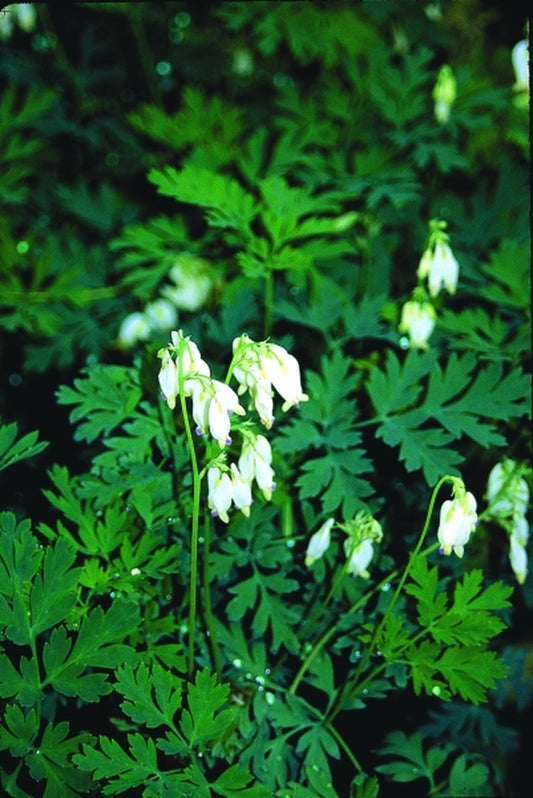 Image of Dicentra 'Aurora' taken at Juniper Level Botanic Gdn, NC by JLBG