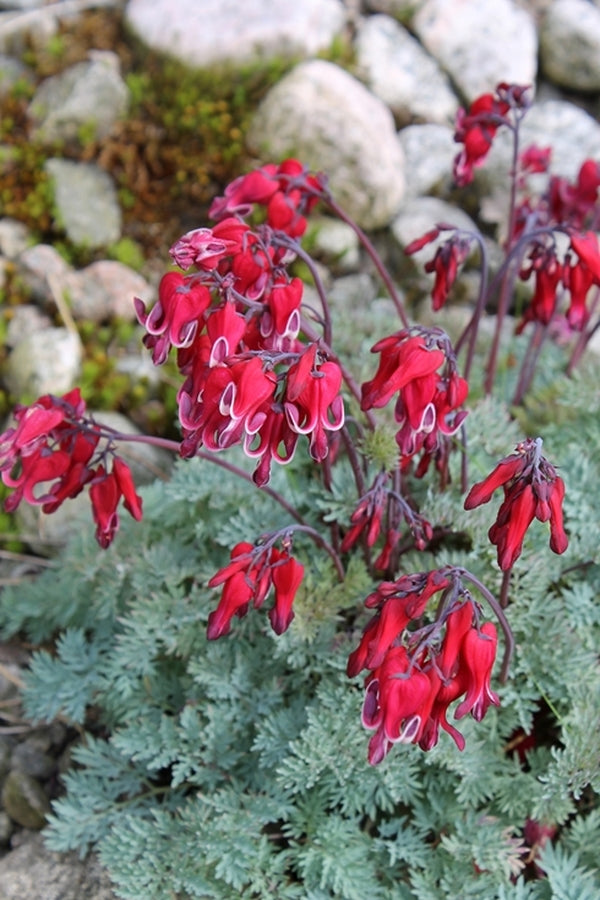 Image of Dicentra 'Burning Hearts' PP 20,797 taken at Korn Gdn, Sweden