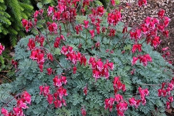 Image of Dicentra 'Fire Island' PP 22,488 taken at H. Hansen Gdn, MI