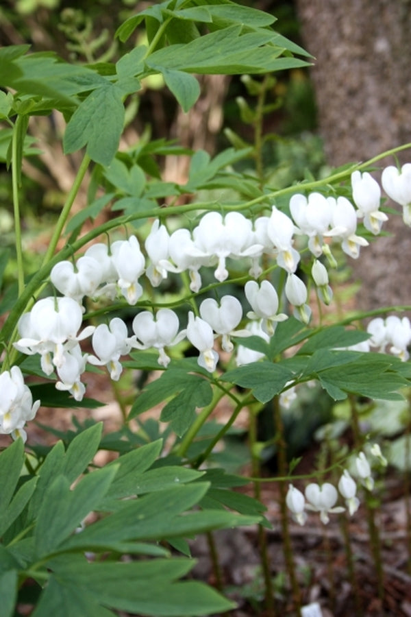 Image of Dicentra spectabilis 'Alba' taken at Juniper Level Botanic Gdn, NC by JLBG