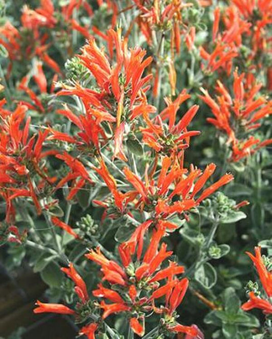 Image of Dicliptera suberecta taken at Juniper Level Botanic Gdn, NC by JLBG
