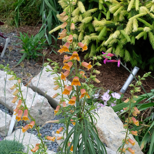 Image of Digitalis obscura taken at Juniper Level Botanic Gdn, NC by JLBG