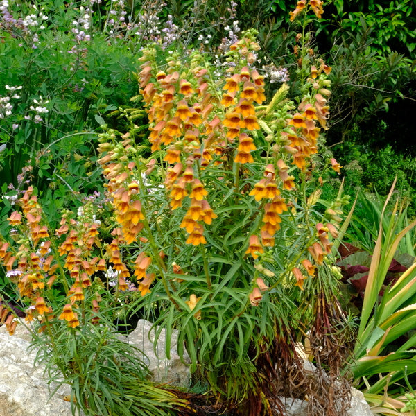 Image of Digitalis obscura taken at Juniper Level Botanic Gdn, NC by JLBG