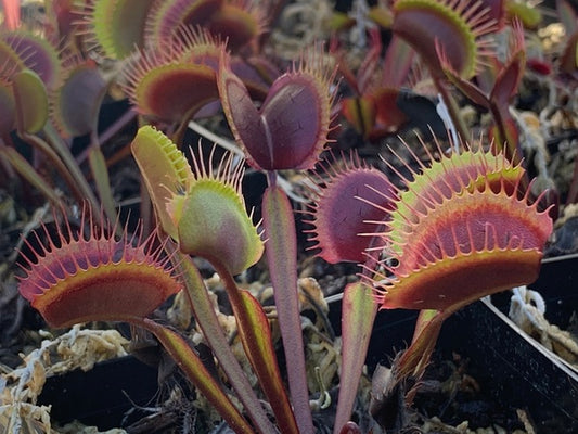Image of Dionaea muscipula 'Akai Ryu' taken at Juniper Level Botanic Gdn, NC by C. Hardison