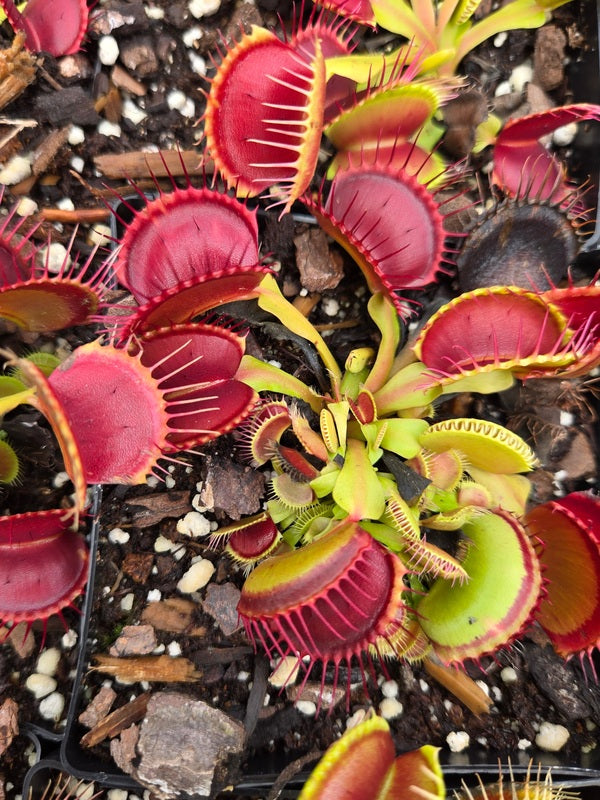 Image of Dionaea muscipula 'B-52' taken at Juniper Level Botanic Gdn, NC by JLBG