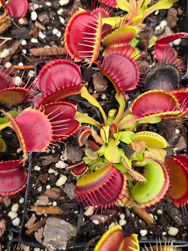 Image of Dionaea muscipula 'B-52' taken at Juniper Level Botanic Gdn, NC by JLBG