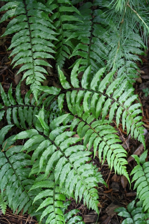 Image of Diplazium wichurae