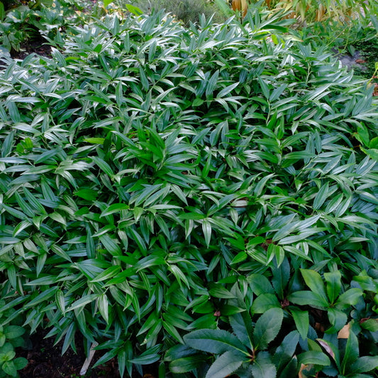 Image of Disporopsis bakerorum 'Bill Baker' taken at Juniper Level Botanic Gdn, NC by JLBG
