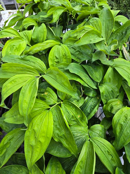 Image of Disporopsis longifolia 'Asian Heat' taken at Juniper Level Botanic Gdn, NC by JLBG
