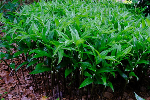 Image of Disporopsis pernyi 'Little Hulk' taken at Juniper Level Botanic Gdn, NC by JLBG