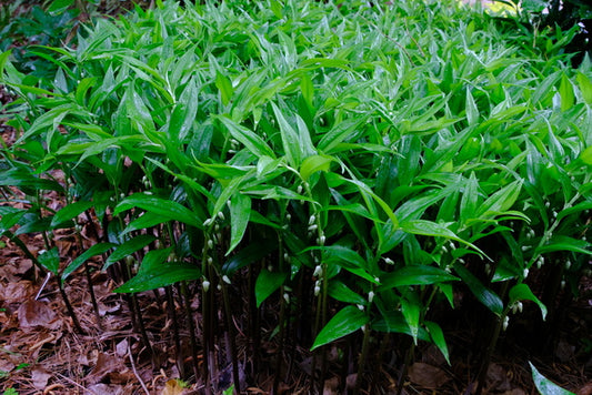 Image of Disporopsis pernyi 'Little Hulk' taken at Juniper Level Botanic Gdn, NC by JLBG