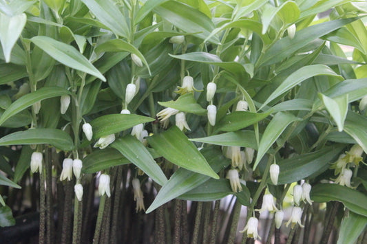 Image of Disporopsis pernyi 'Xiao Chengdu' taken at Juniper Level Botanic Gdn, NC by JLBG
