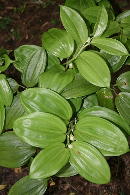 Image of Disporopsis sp. nov. 'Lily Pads' taken at Juniper Level Botanic Gdn, NC by JLBG