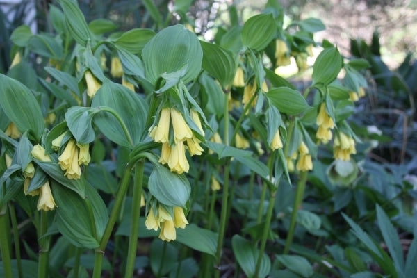 Image of Disporum flavens taken at Juniper Level Botanic Gdn, NC by JLBG