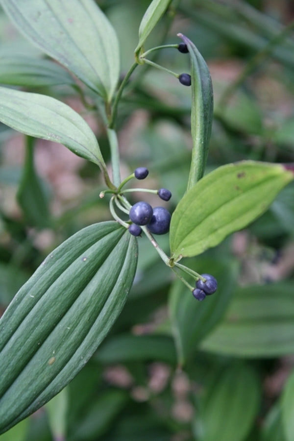 Image of Disporum longistylum 'Green Giant' taken at Juniper Level Botanic Gdn, NC by JLBG