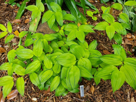Image of Disporum smilacinum 'Ki Naka Fu' taken at Juniper Level Botanic Gdn, NC by JLBG