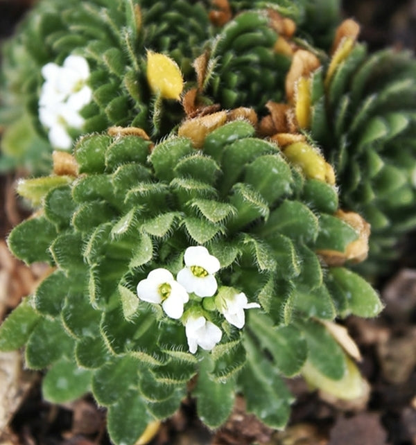 Image of Draba ramosissima taken at Juniper Level Botanic Gdn, NC by JLBG
