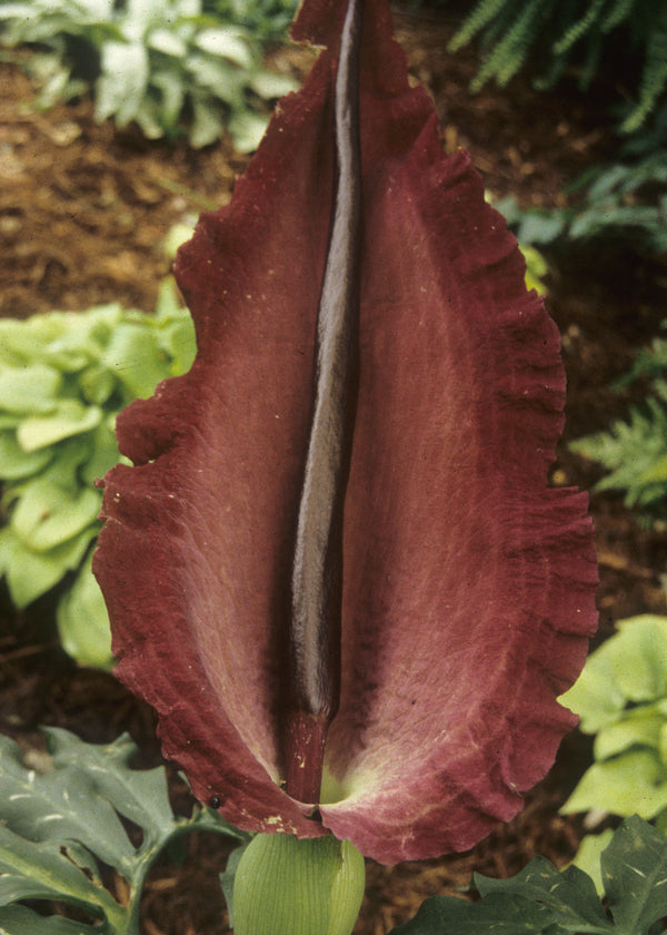 Image of Dracunculus vulgaris taken at Juniper Level Botanic Gdn, NC by JLBG