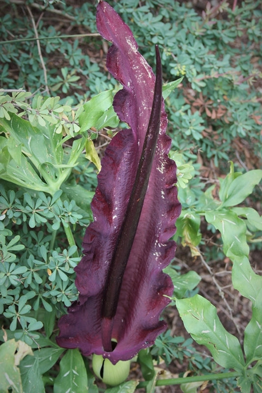 Image of Dracunculus vulgaris taken at Juniper Level Botanic Gdn, NC by JLBG