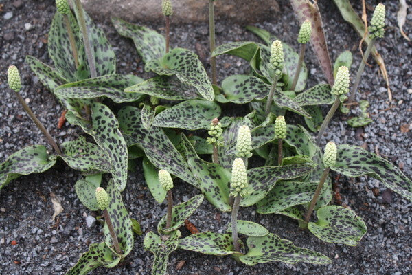 Image of Drimiopsis maculata 'Slow Fade' taken at Juniper Level Botanic Gdn, NC by JLBG