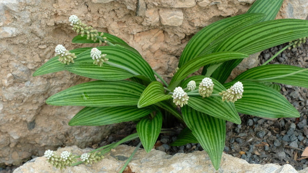 Image of Drimiopsis sp. nov. Kampersrus taken at Juniper Level Botanic Gdn, NC by JLBG