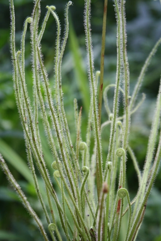 Image of Drosera tracyi Baldwin Co, AL taken at Juniper Level Botanic Gdn, NC by JLBG