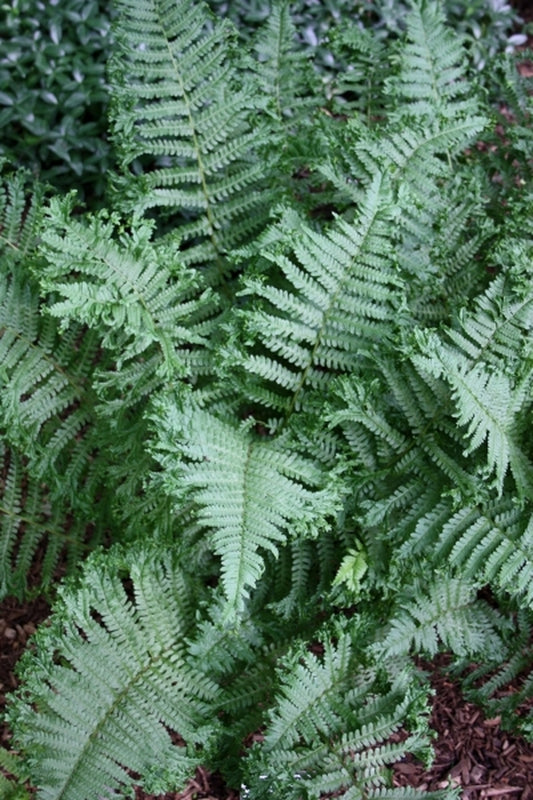 Image of Dryopteris affinis 'The King' taken at Chopko Gdn, NJ
