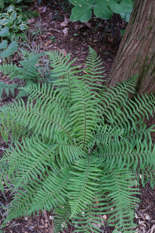 Image of Dryopteris affinis ssp. affinis taken at Juniper Level Botanic Gdn, NC by JLBG