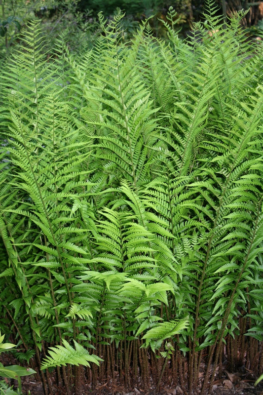 Image of Dryopteris x australis taken at Juniper Level Botanic Gdn, NC by JLBG