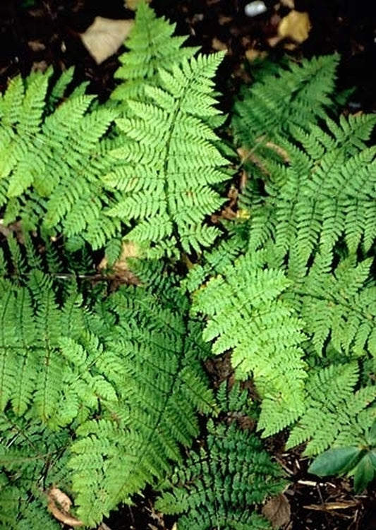 Image of Dryopteris carthusiana taken at Juniper Level Botanic Gdn, NC by JLBG