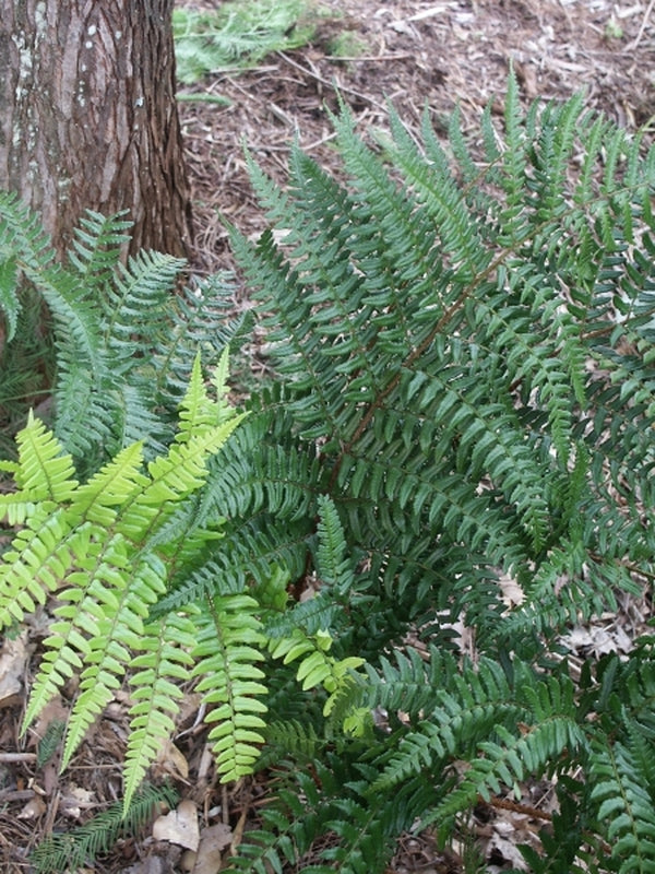 Image of Dryopteris championii taken at Juniper Level Botanic Gdn, NC by JLBG