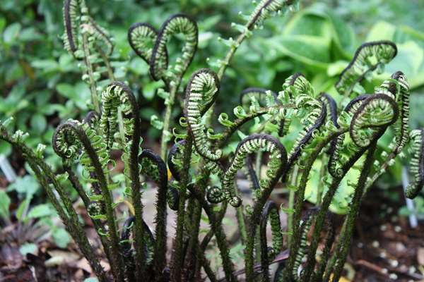 Image of Dryopteris commixta