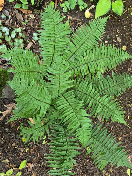 Dryopteris commixta