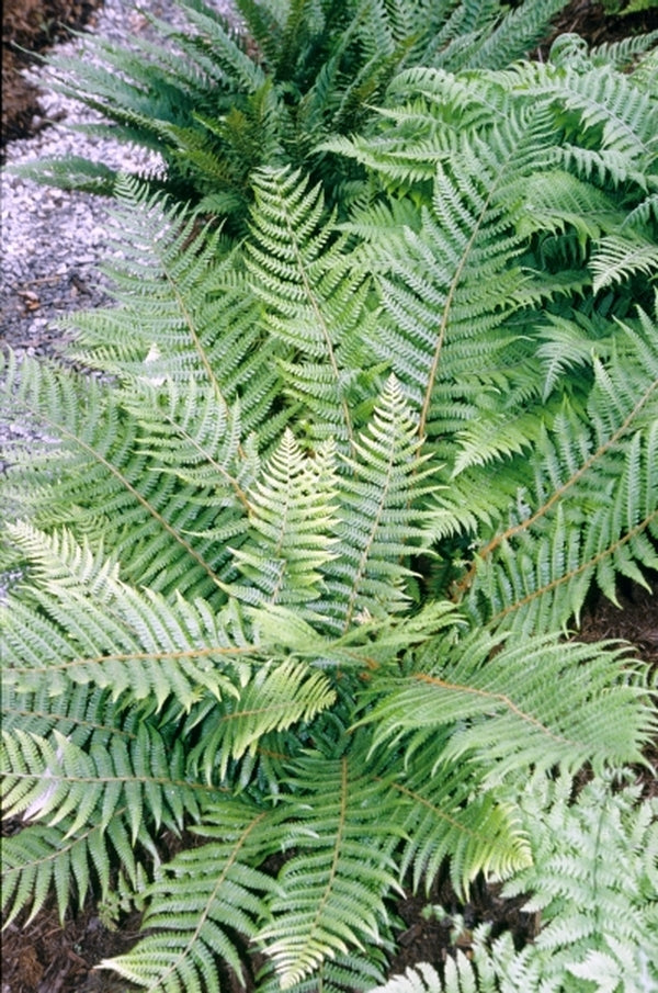 Image of Dryopteris crassirhizoma taken at Juniper Level Botanic Gdn, NC by JLBG