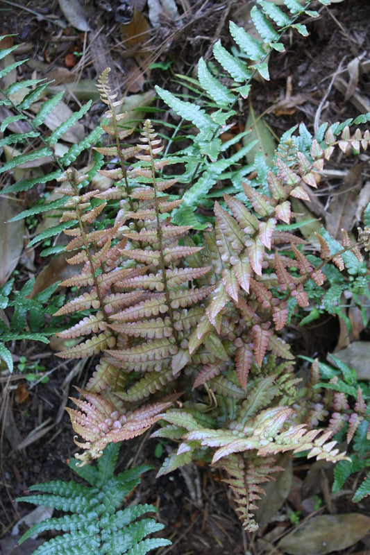 Image of Dryopteris decipiens taken at Juniper Level Botanic Gdn, NC by JLBG