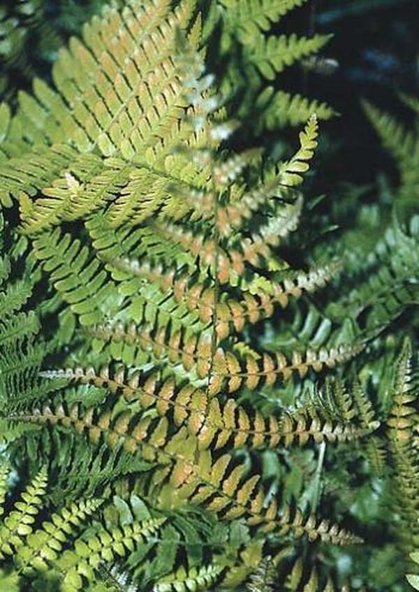 Image of Dryopteris erythrosora 'Brilliance' taken at Juniper Level Botanic Gdn, NC by JLBG