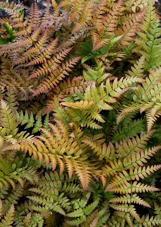 Image of Dryopteris erythrosora 'Brilliance'