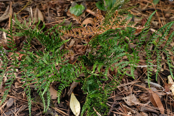 Image of Dryopteris erythrosora var. prolifica taken at Juniper Level Botanic Gdn, NC by JLBG