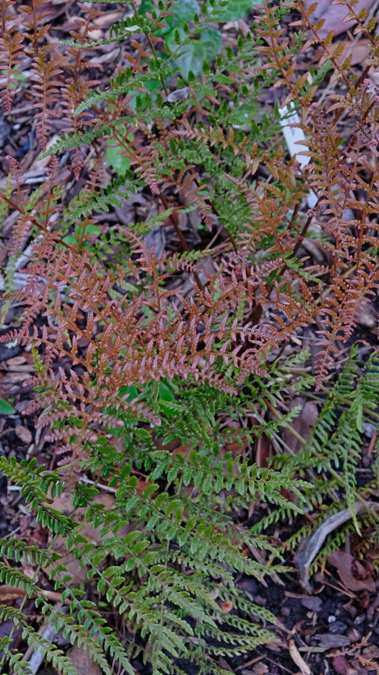 Image of Dryopteris erythrosora var. prolifica taken at Juniper Level Botanic Gdn, NC by JLBG