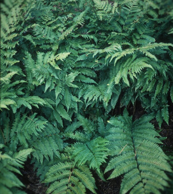 Image of Dryopteris goldieana taken at Cornell Gdns, NY