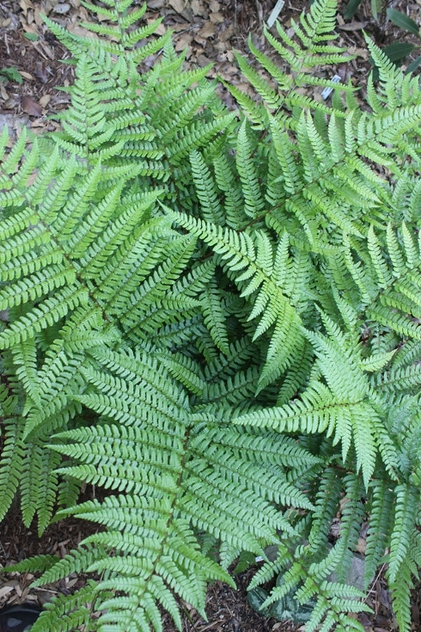 Image of Dryopteris kinkiensis 'Green Hans' taken at Juniper Level Botanic Gdn, NC by JLBG