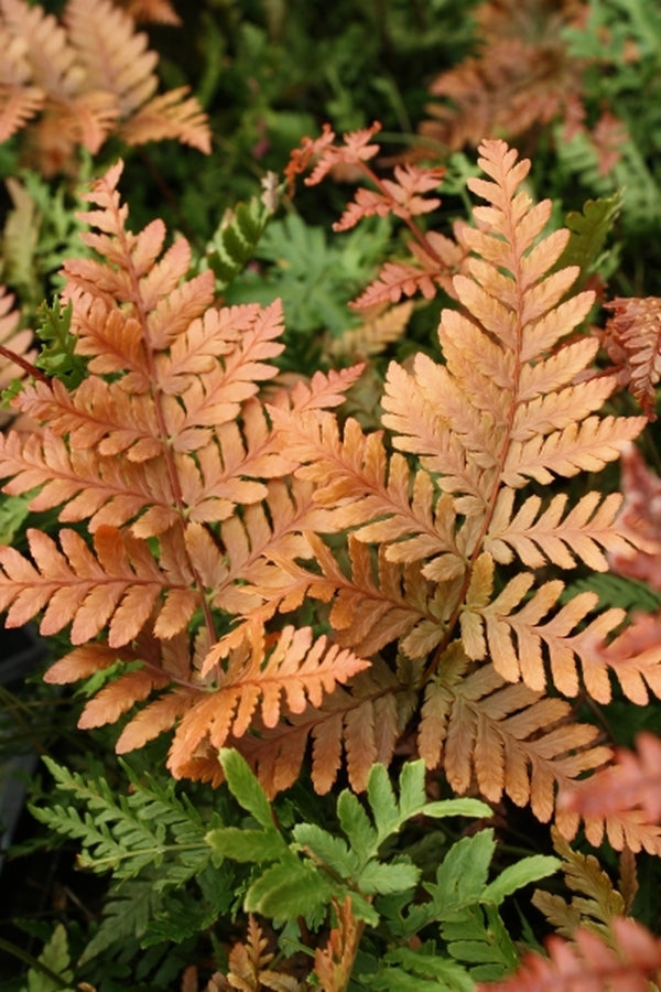 Image of Dryopteris koidzumiana taken at Juniper Level Botanic Gdn, NC by JLBG