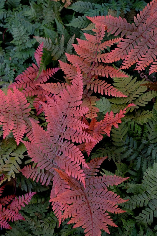 Image of Dryopteris koidzumiana taken at Juniper Level Botanic Gdn, NC by JLBG