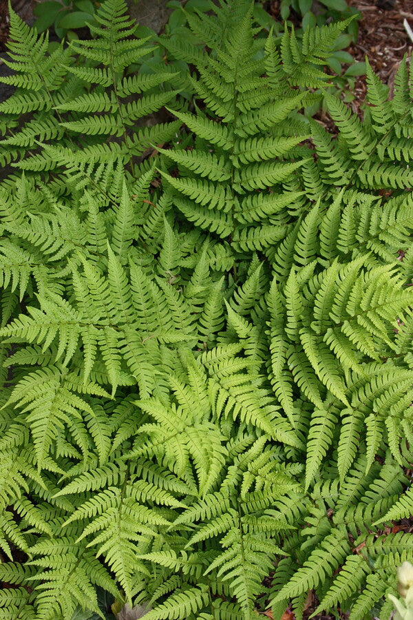 Image of Dryopteris lacera 'Korean Lace'