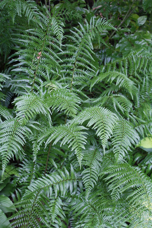 Image of Dryopteris ludoviciana taken at Juniper Level Botanic Gdn, NC by JLBG